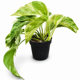 Pothos Marble Queen