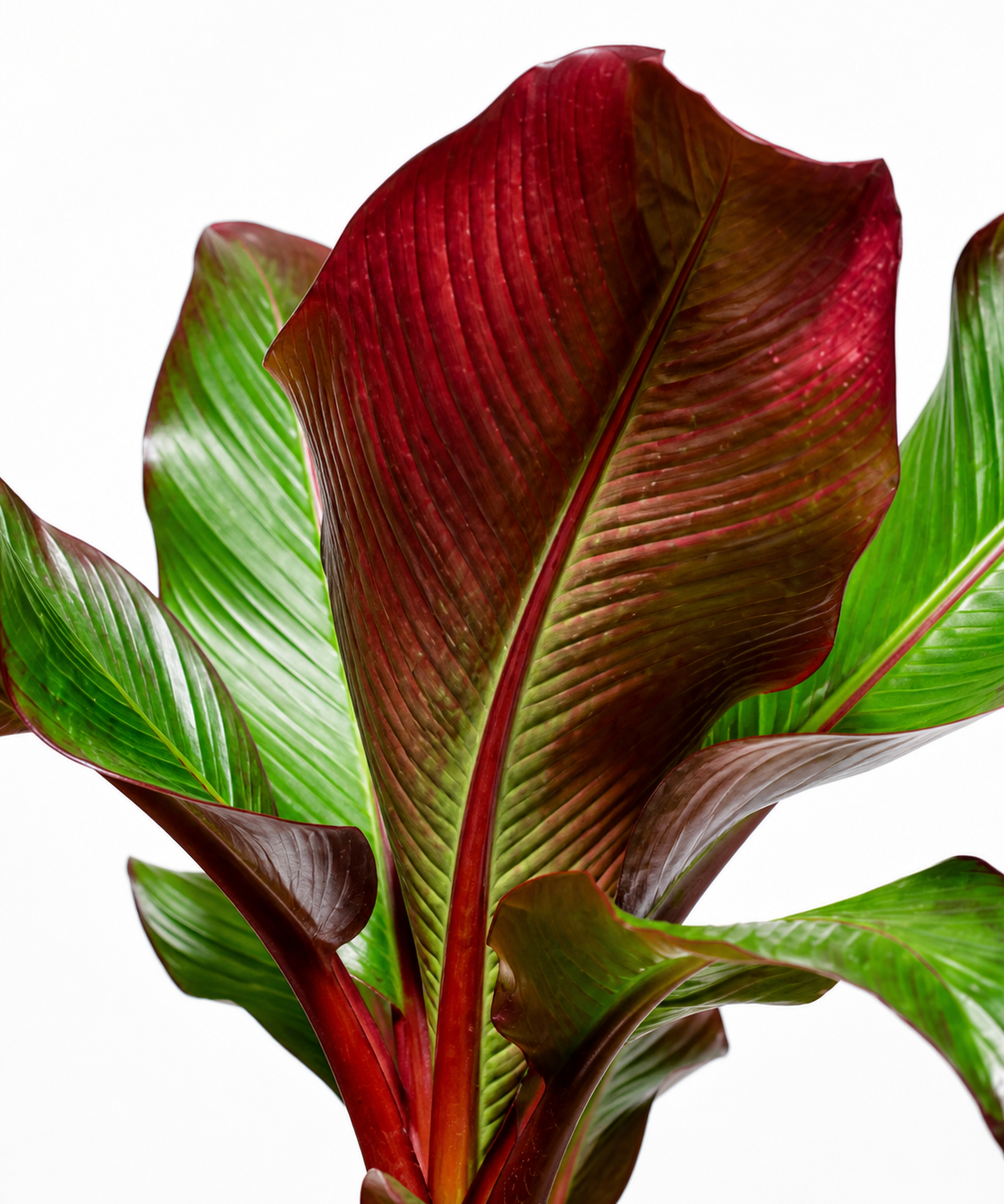 Maurelii Red Banana