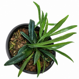 Microsorum Blue Oil Fern
