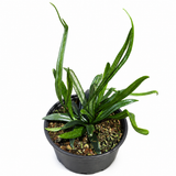 Microsorum Blue Oil Fern