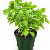 Mint Mojito Herb