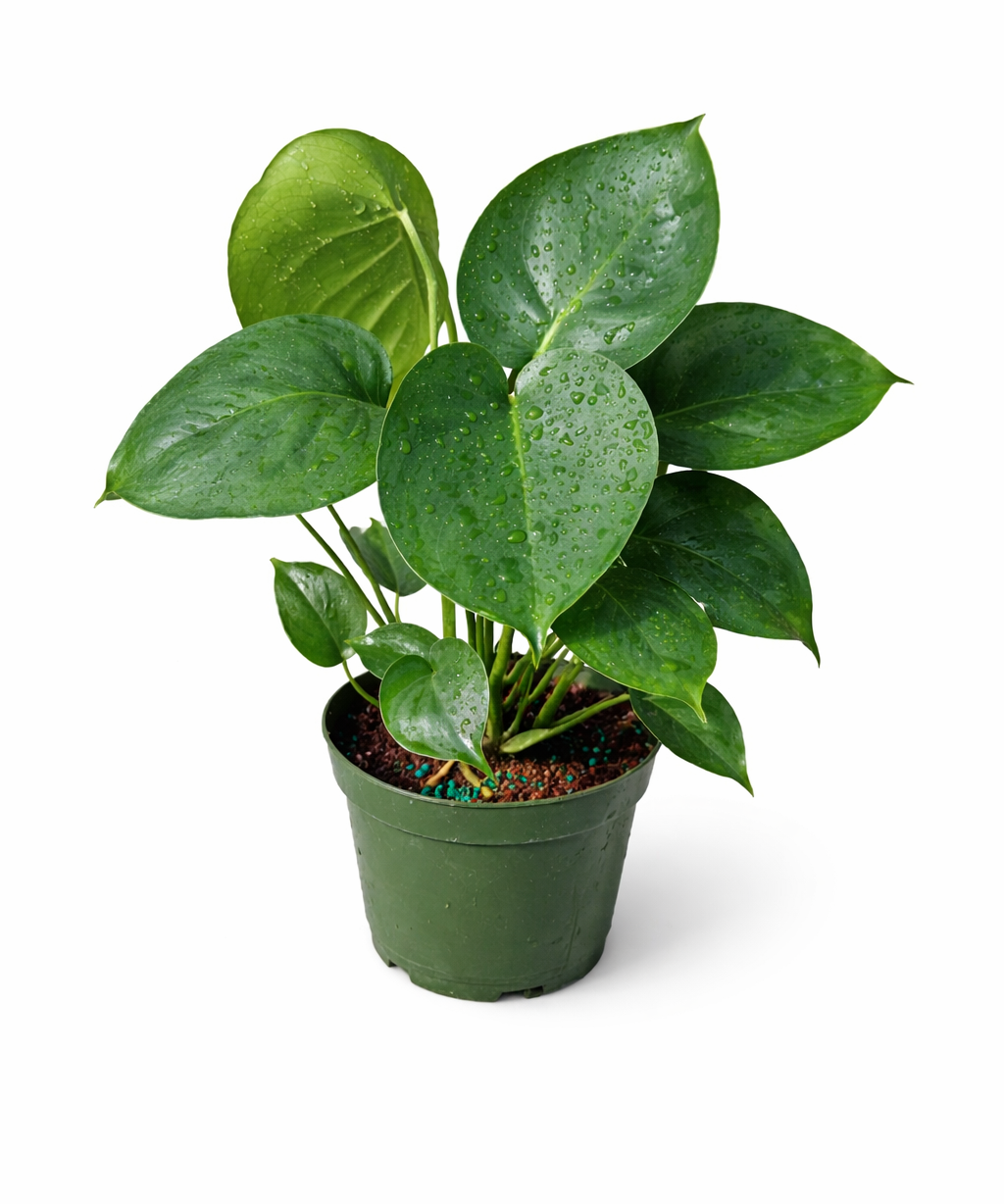 Potted Monstera deliciosa (Swiss cheese plant) with glossy green heart-shaped leaves with natural splits, growing in a green plastic pot against a white background.