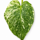 Monstera Mint