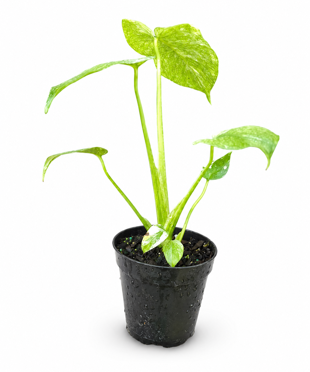 Monstera Mint