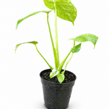 Monstera Mint