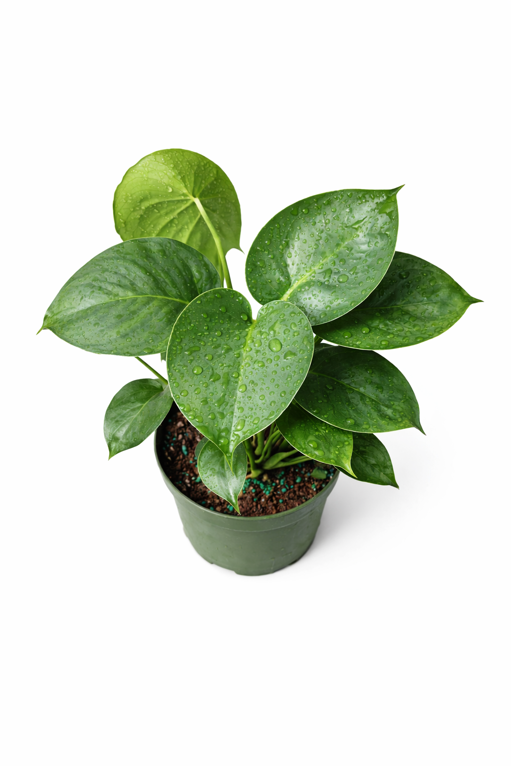 Top view of Monstera deliciosa (Swiss cheese plant) with glossy green heart-shaped leaves with natural splits and water droplets in a green plastic pot against a white background.