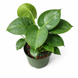 Top view of Monstera deliciosa (Swiss cheese plant) with glossy green heart-shaped leaves with natural splits and water droplets in a green plastic pot against a white background.