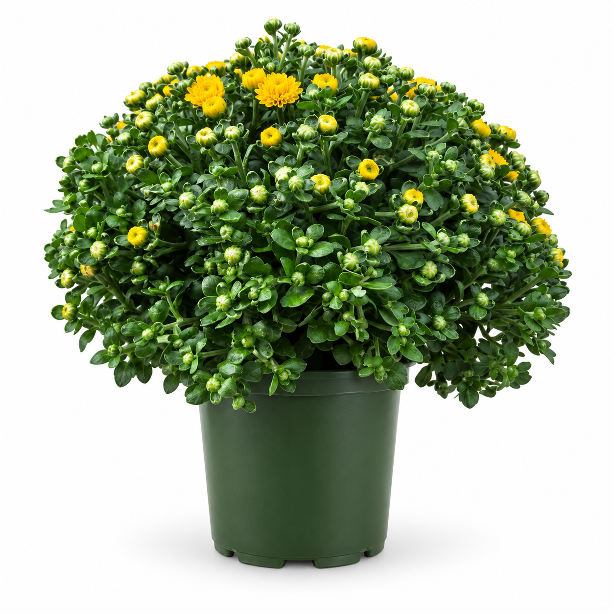 Bushy yellow Garden Mum with dense green foliage and developing blooms in a green nursery pot
