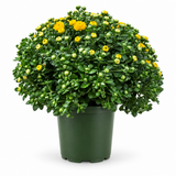 Bushy yellow Garden Mum with dense green foliage and developing blooms in a green nursery pot