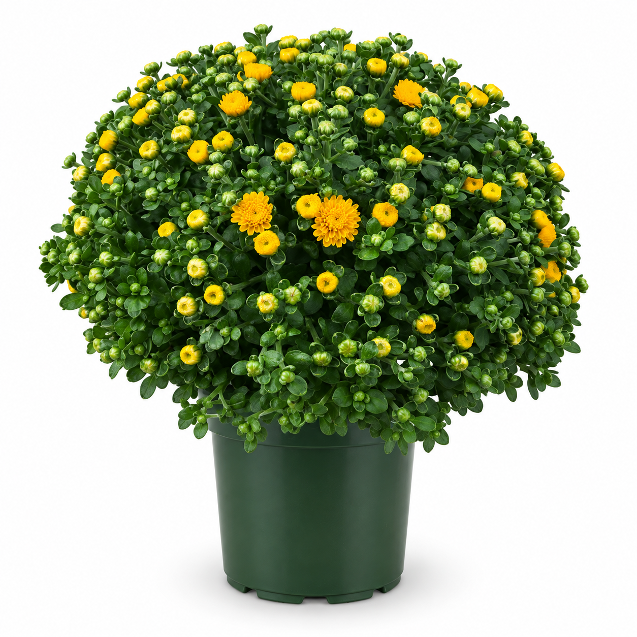 Full yellow Garden Mum plant with numerous flower buds in a green 6-inch nursery pot