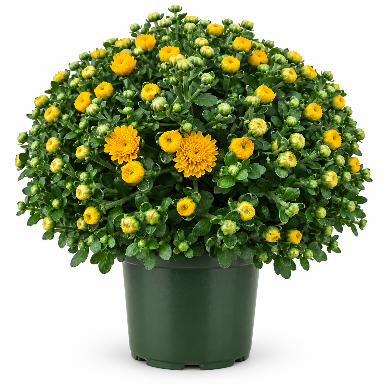 Yellow Garden Mum with open flowers and dense buds in a green nursery pot on white background
