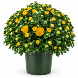 Yellow Garden Mum with open flowers and dense buds in a green nursery pot on white background