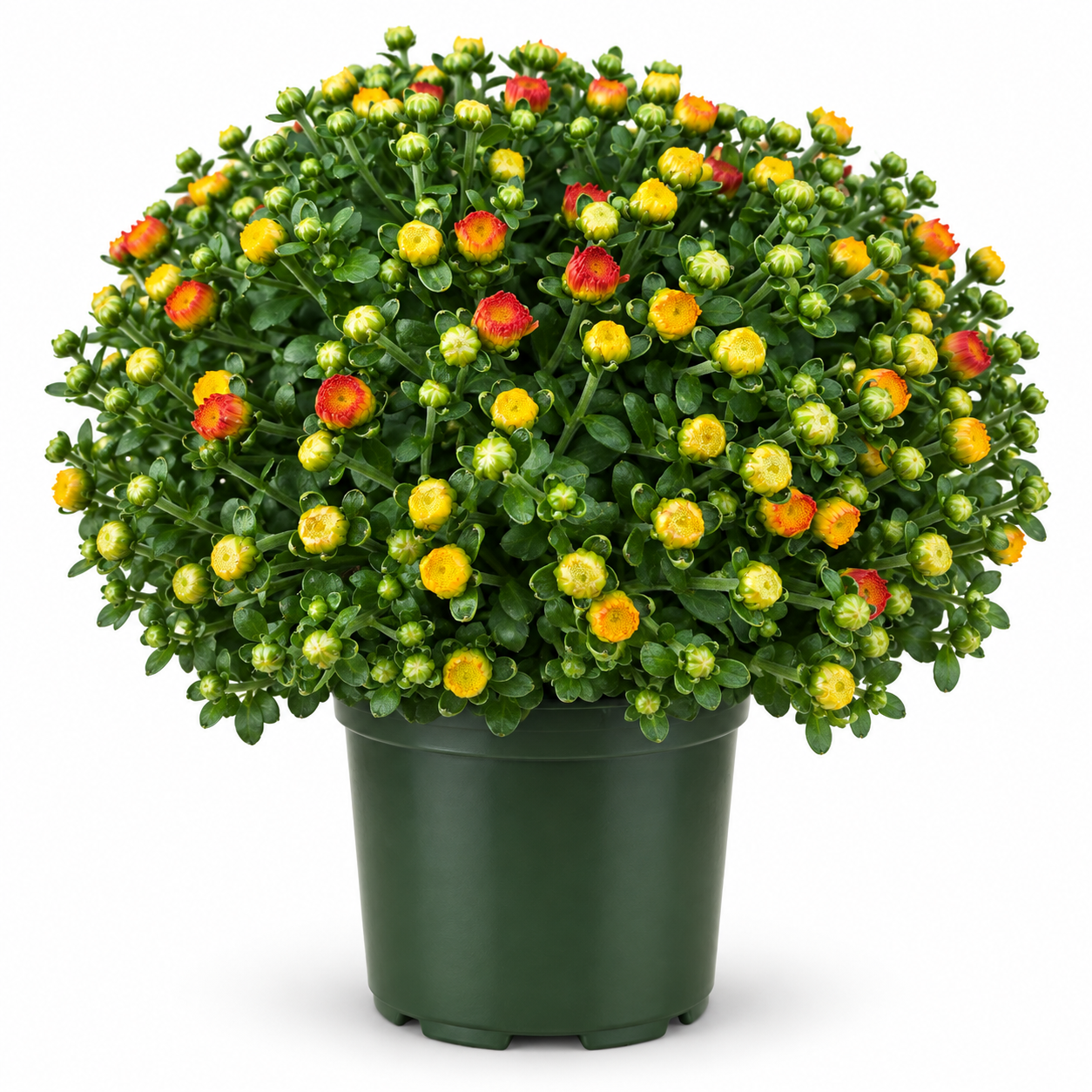 Garden Mum with red, orange, and yellow flower buds in a green nursery pot