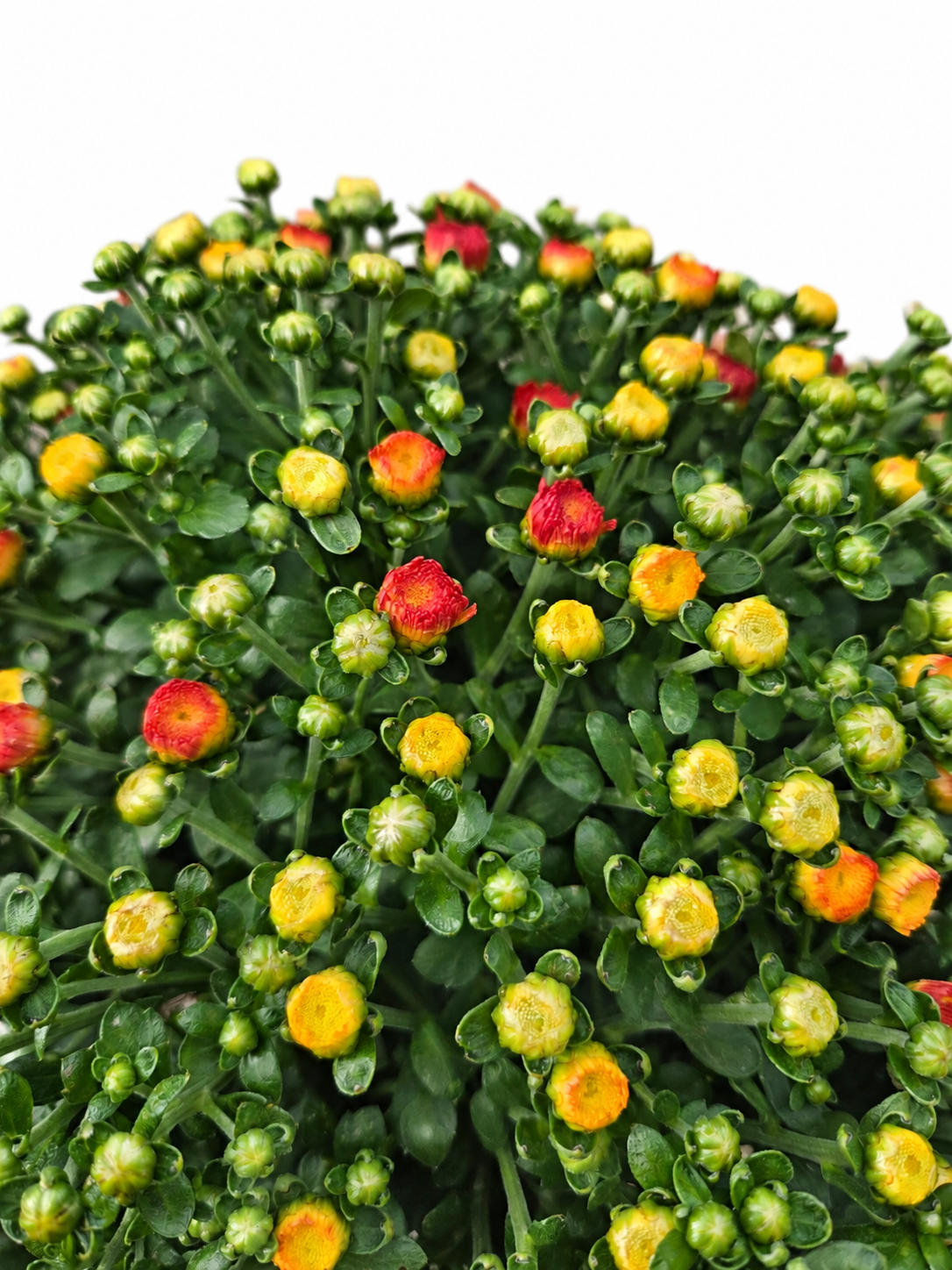 Close-up of Garden Mum with yellow, orange, and red developing flowers and green buds