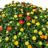 Close-up of Garden Mum with yellow, orange, and red developing flowers and green buds