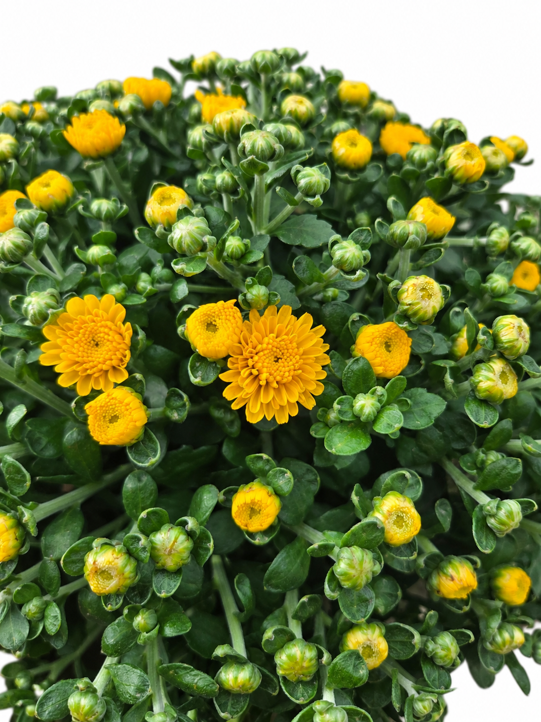Close-up of yellow Garden Mum flowers and unopened buds with dark green foliage