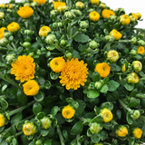 Close-up of yellow Garden Mum flowers and unopened buds with dark green foliage