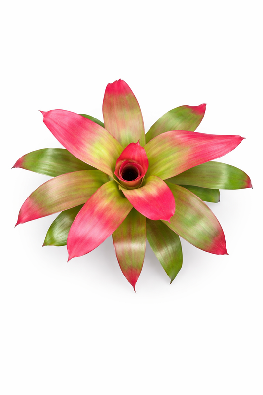 Neoregelia Green Apples