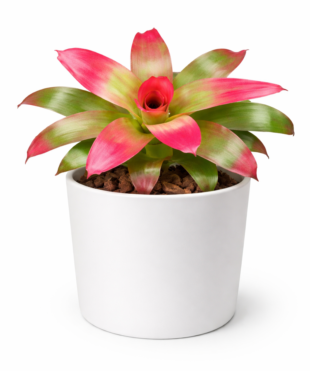 Neoregelia Green Apples