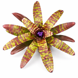 Neoregelia Guacomole