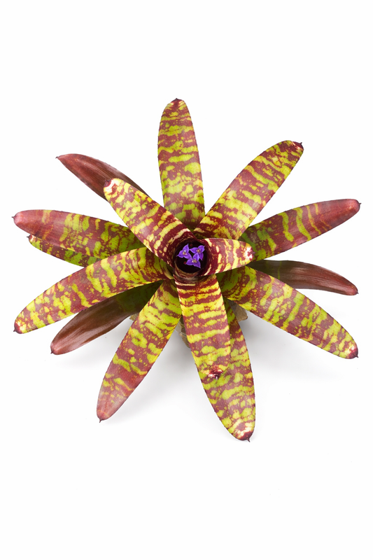 Neoregelia Guacomole