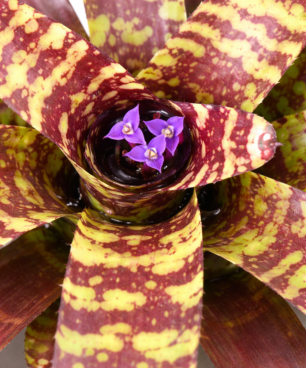 Neoregelia Guacomole