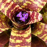 Neoregelia Guacomole