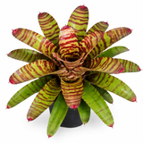 Bromeliad Neoregelia High Voltage