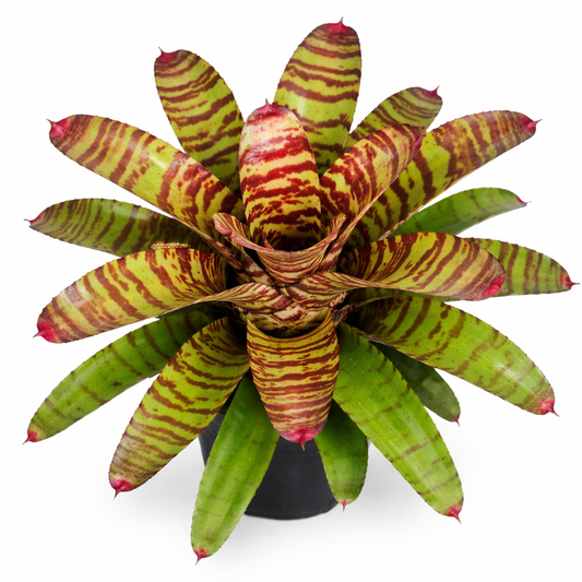 Neoregelia High Voltage