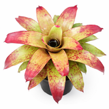 Neoregelia Tossed Salad