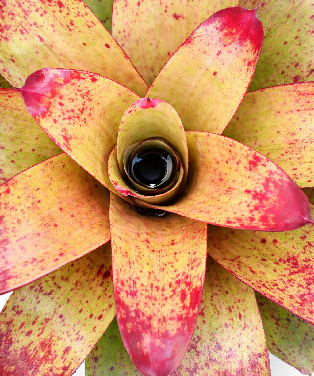 Neoregelia Tossed Salad