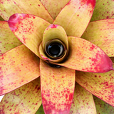 Neoregelia Tossed Salad