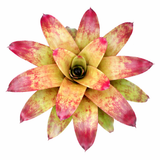 Neoregelia Tossed Salad