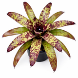 Neoregelia Wine and Gold