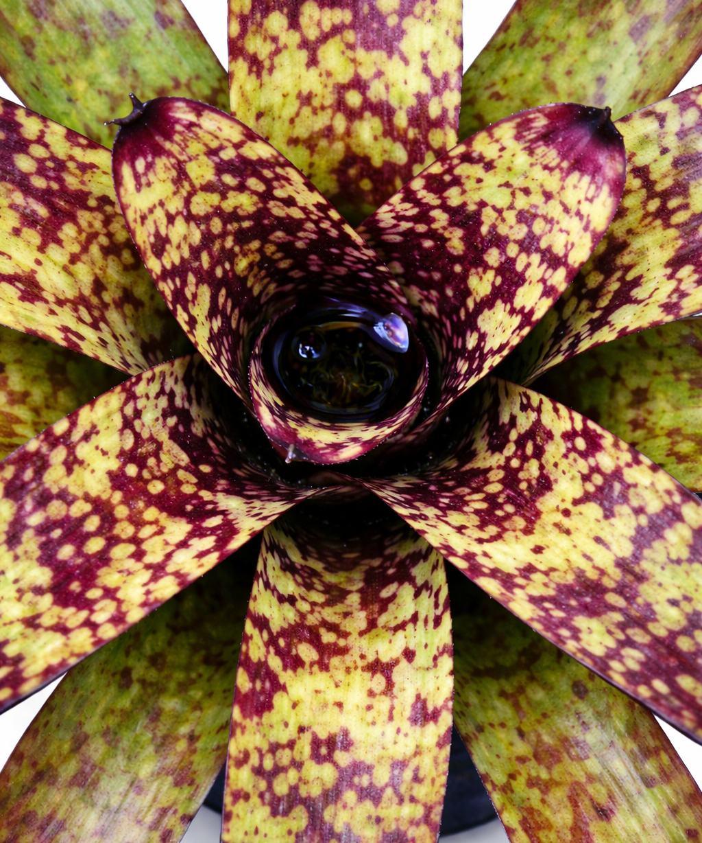 Neoregelia Wine and Gold