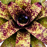 Neoregelia Wine and Gold