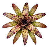 Neoregelia Wine and Gold