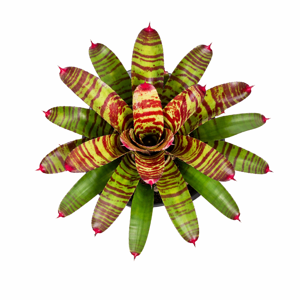 Bromeliad Neoregelia High Voltage