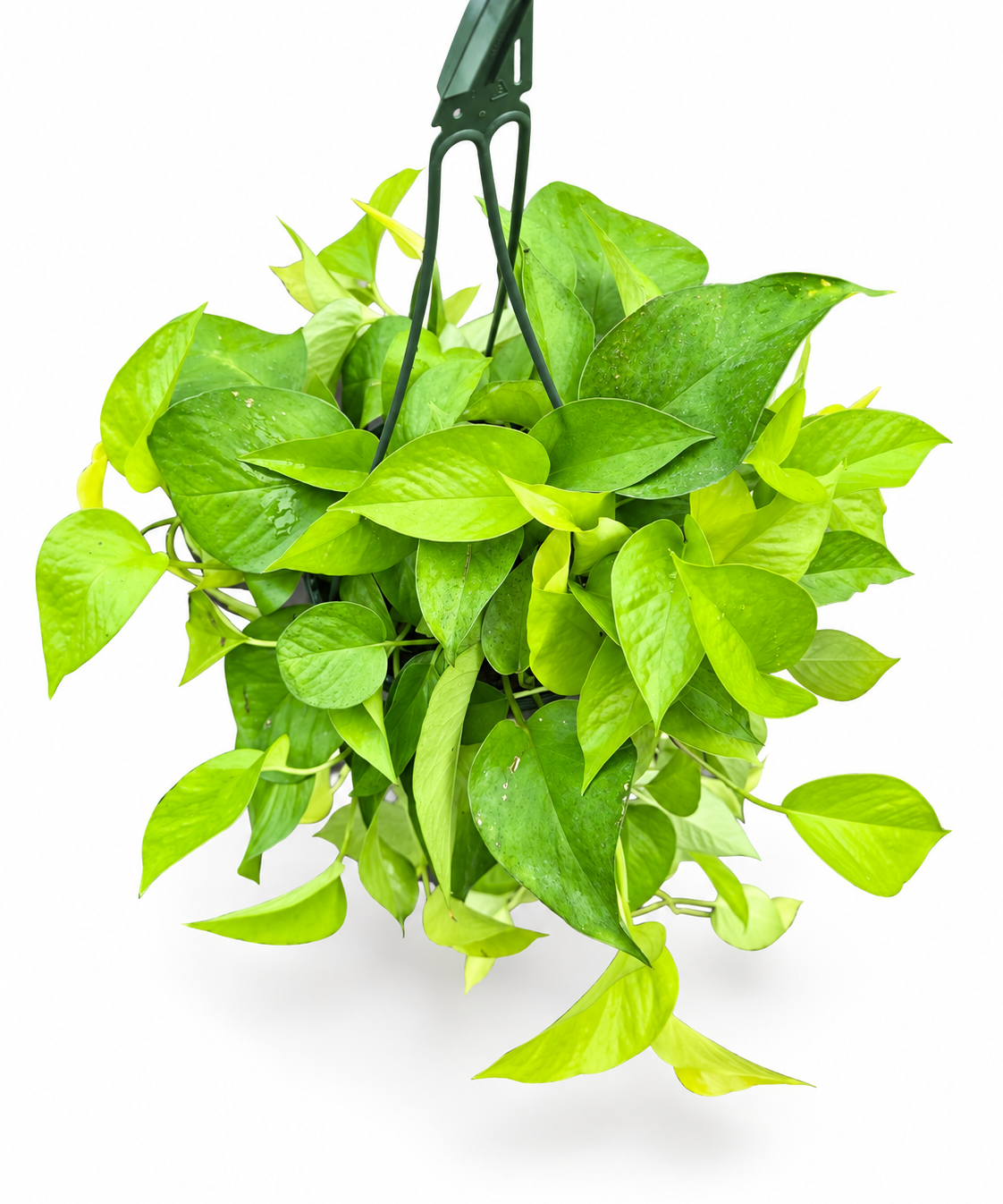 Pothos Neon