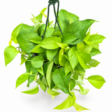 Pothos Neon