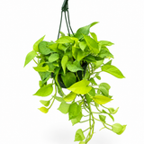 Pothos Neon