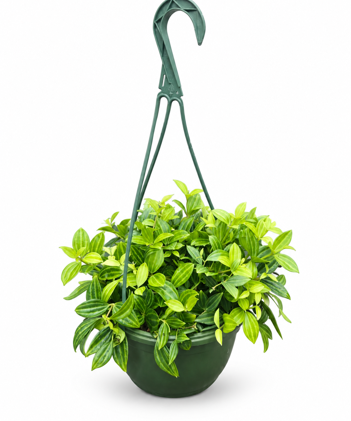 Peperomia Angulata