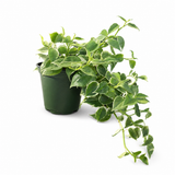 Peperomia Cupid