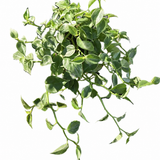 Peperomia Cupid