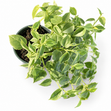 Peperomia Cupid