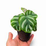Calathea Fasciata