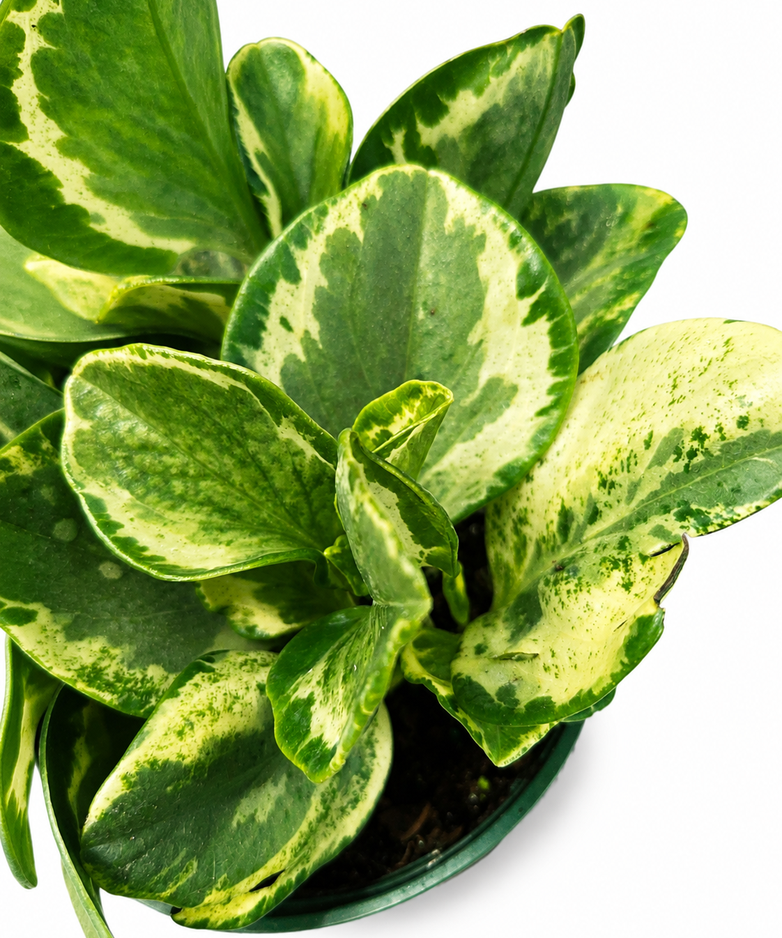 Peperomia Golden Gate