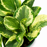 Peperomia Golden Gate