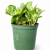 Peperomia Golden Gate
