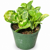 Peperomia Golden Gate